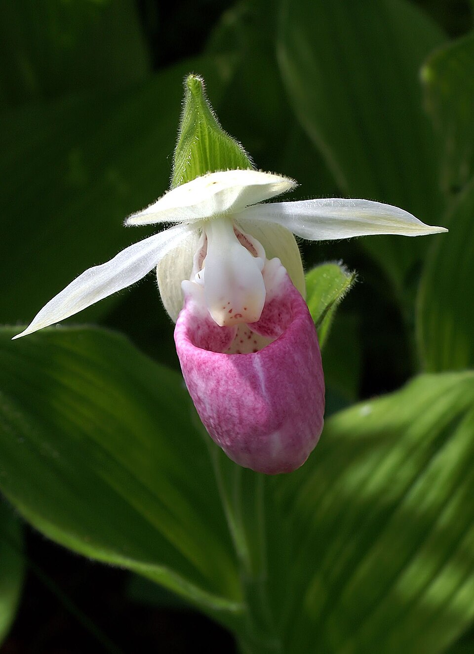 showy lady slipper - Minnesota State Symbol