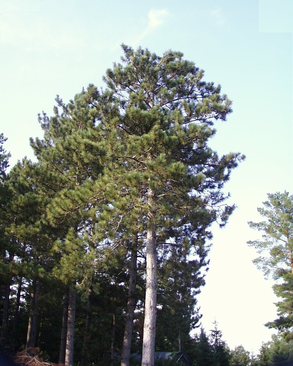 Pinus resinosa - Minnesota State Symbol