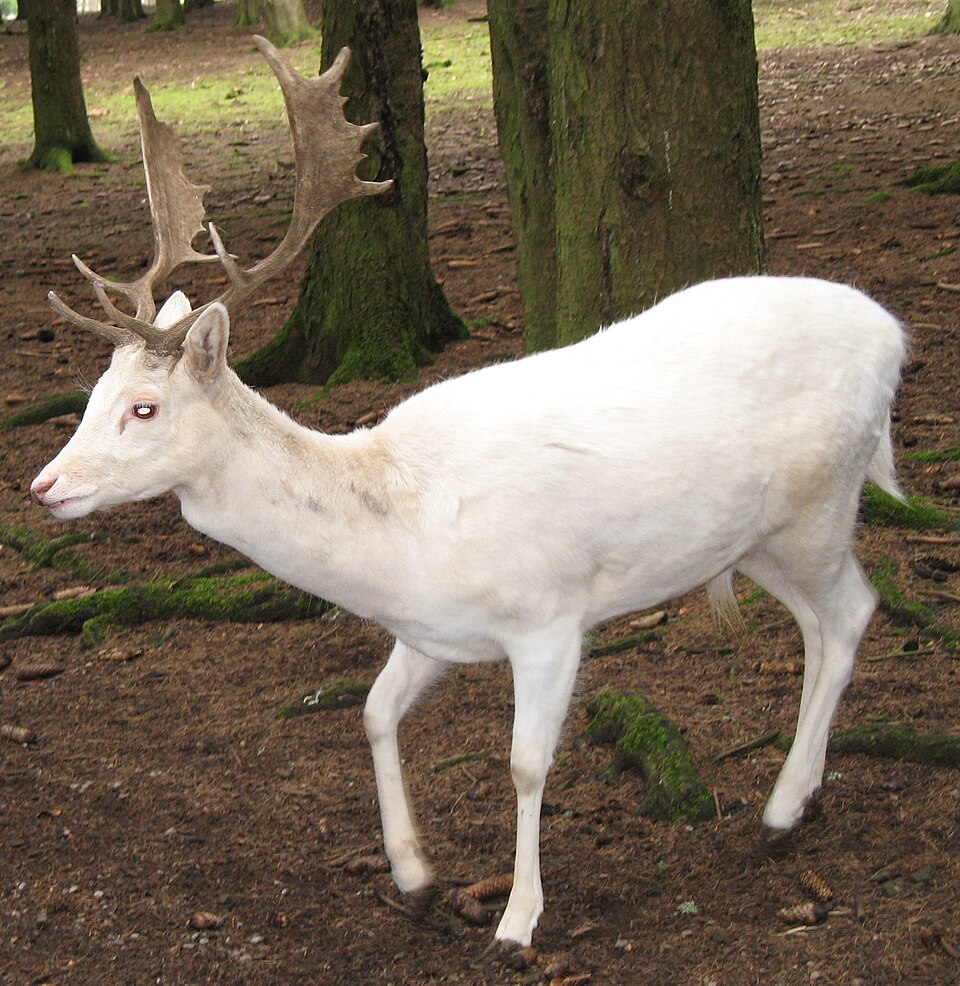 White-tailed deer