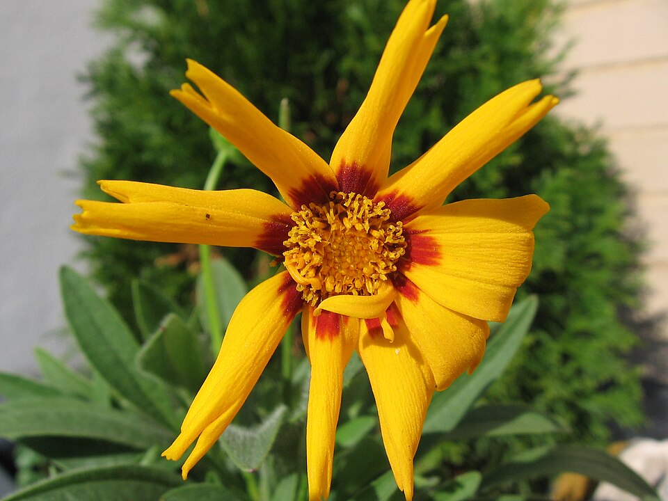 Coreopsis - Mississippi State Symbol