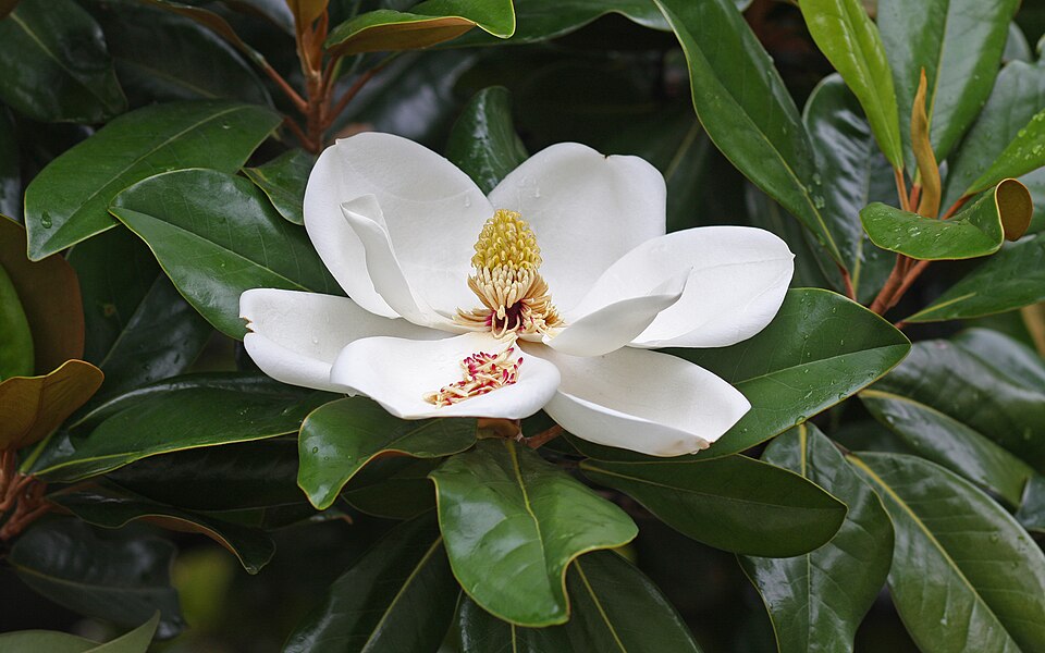 Magnolia grandiflora - Mississippi State Symbol