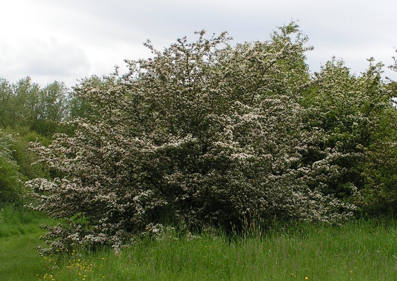 Hawthorn - Missouri State Symbol