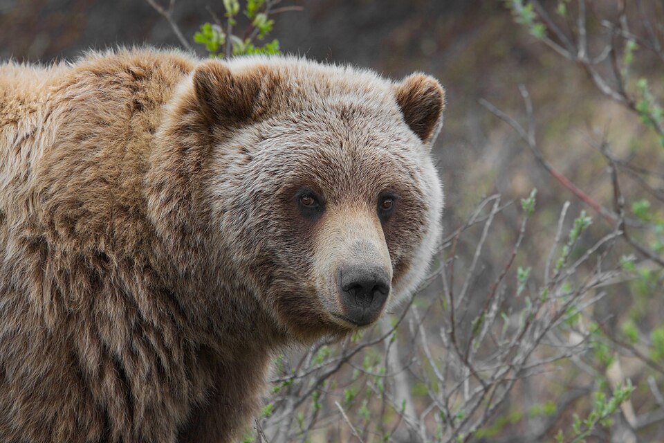 grizzly bear