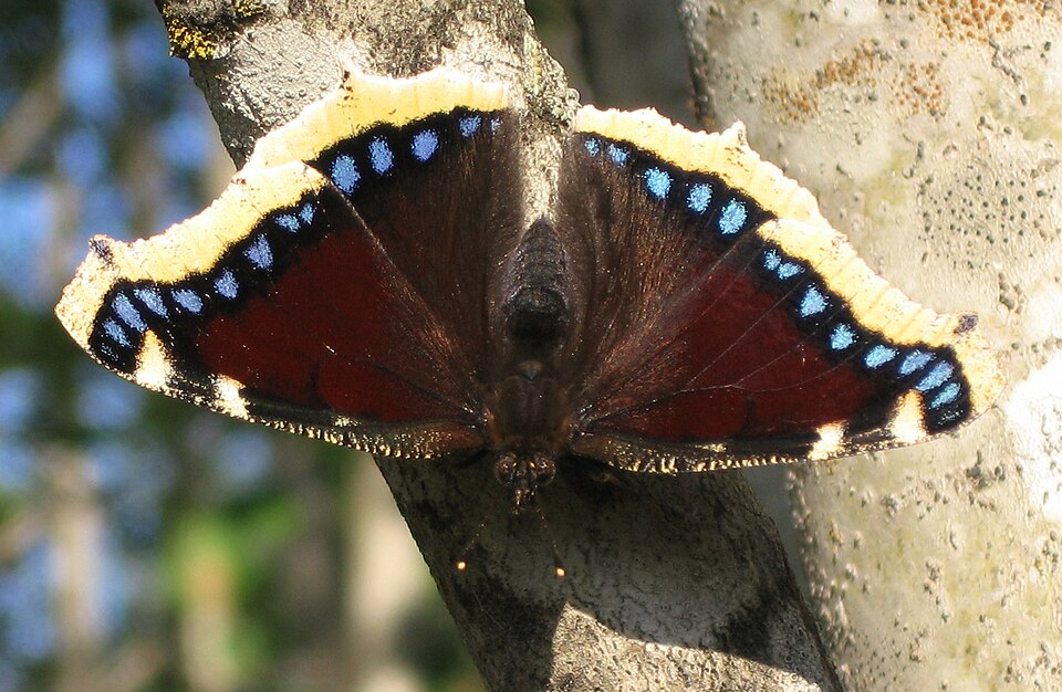 Nymphalis antiopa - Montana State Symbol