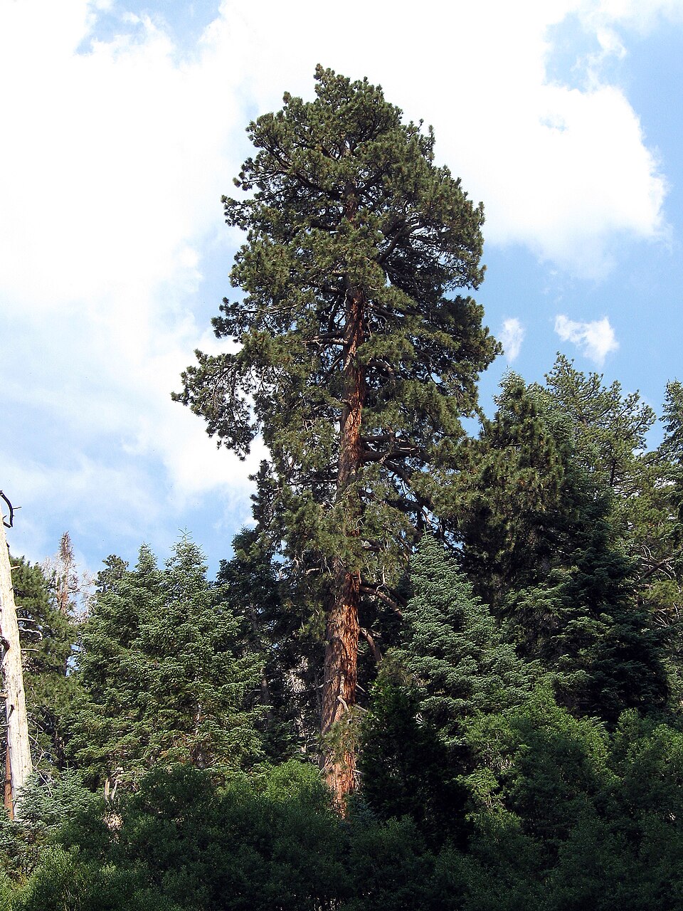 Pinus ponderosa - Montana State Symbol
