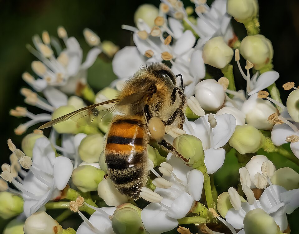 Apis mellifera - Nebraska State Symbol