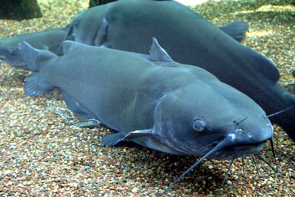 channel catfish - Nebraska State Symbol