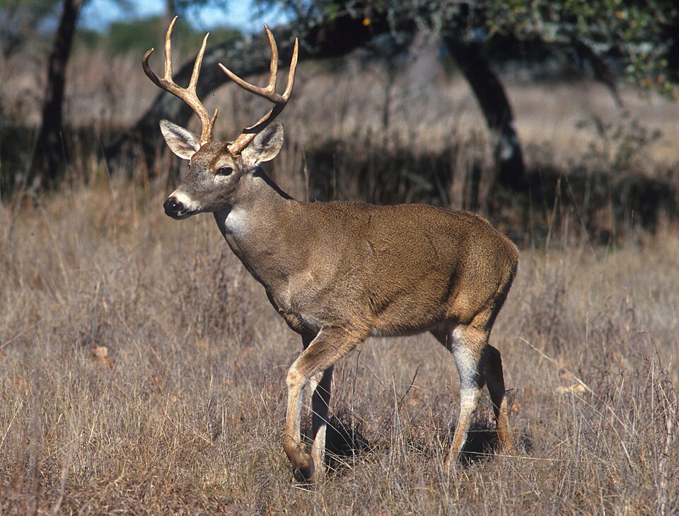 White-tailed deer - Nebraska State Symbol