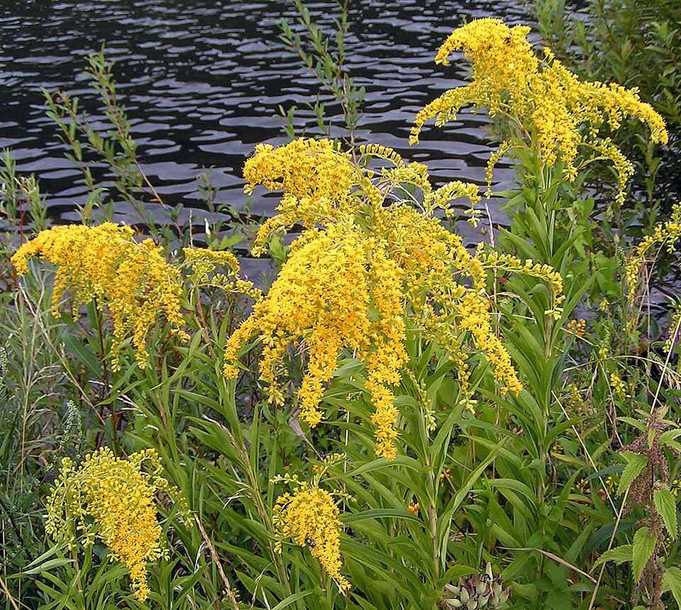 Solidago gigantea - Nebraska State Symbol