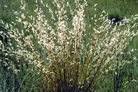 Schizachyrium scoparium