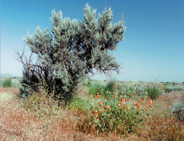 Artemisia tridentata - Nevada State Symbol