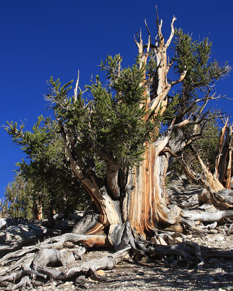 Pinus longaeva - Nevada State Symbol