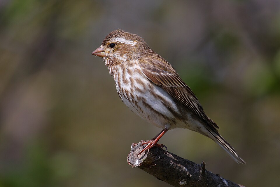 Purple Finch - New Hampshire State Symbol