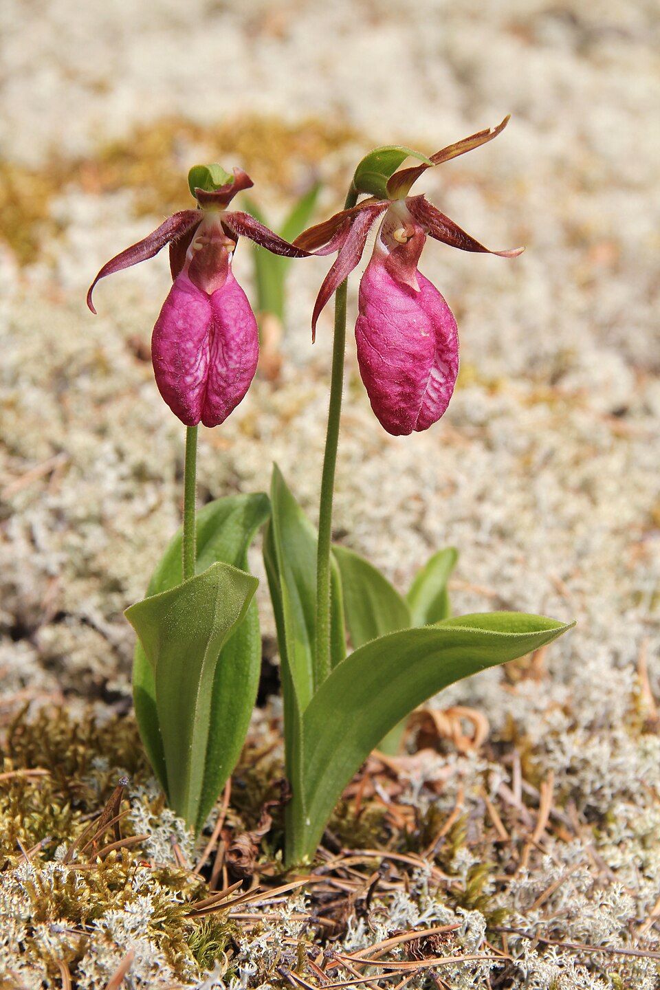 Pink lady's slipper - New Hampshire State Symbol