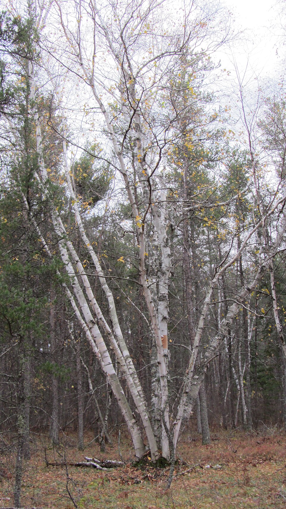 Betula papyrifera - New Hampshire State Symbol