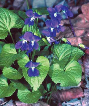 Viola sororia - New Jersey State Symbol