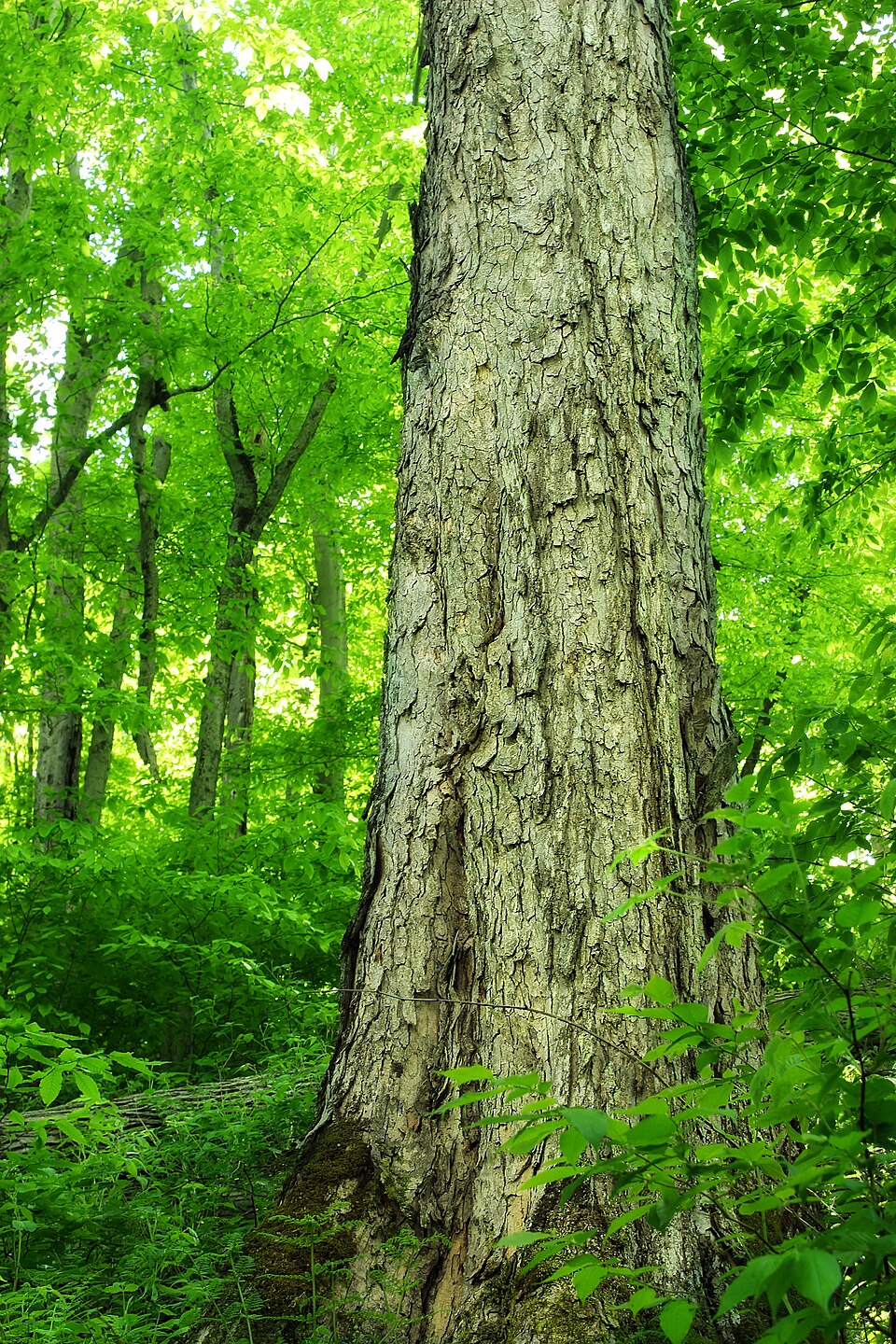 Northern red oak - New Jersey State Symbol