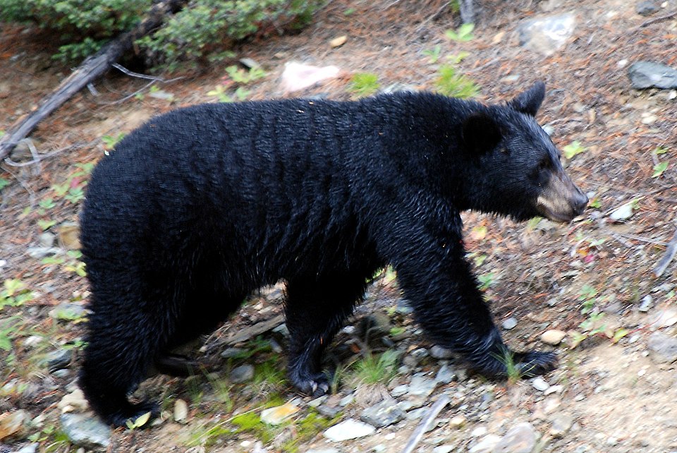 American black bear
