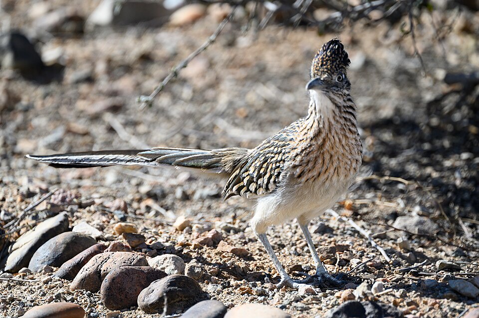 Greater Roadrunner - New Mexico State Symbol