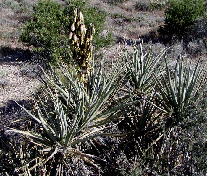 Yucca - New Mexico State Symbol