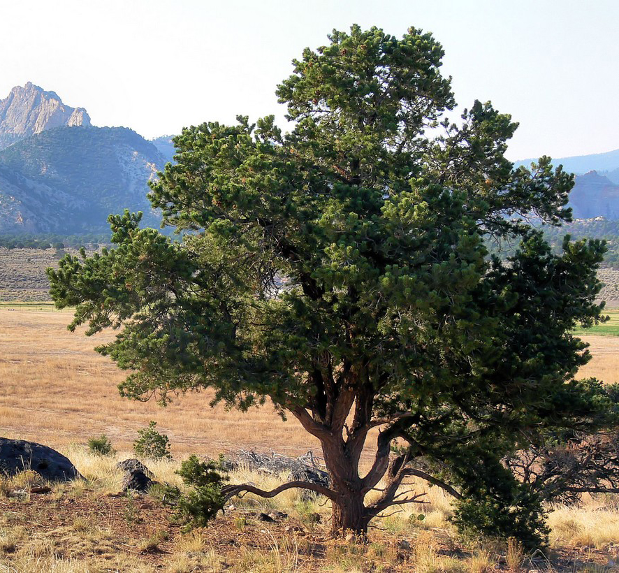 Pinus edulis - New Mexico State Symbol