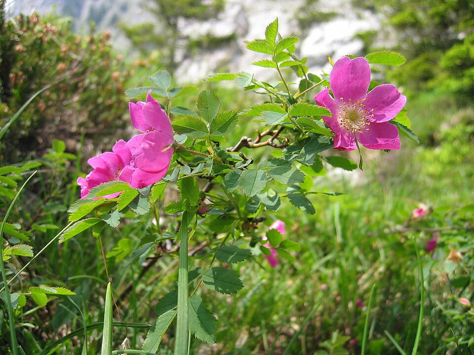 Rosa - New York State Symbol