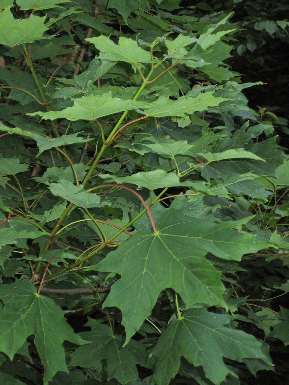 Sugar maple - New York State Symbol