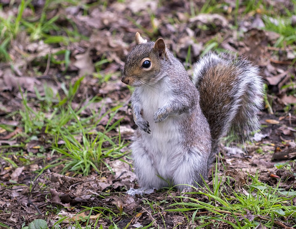 Eastern gray squirrel - North Carolina State Symbol