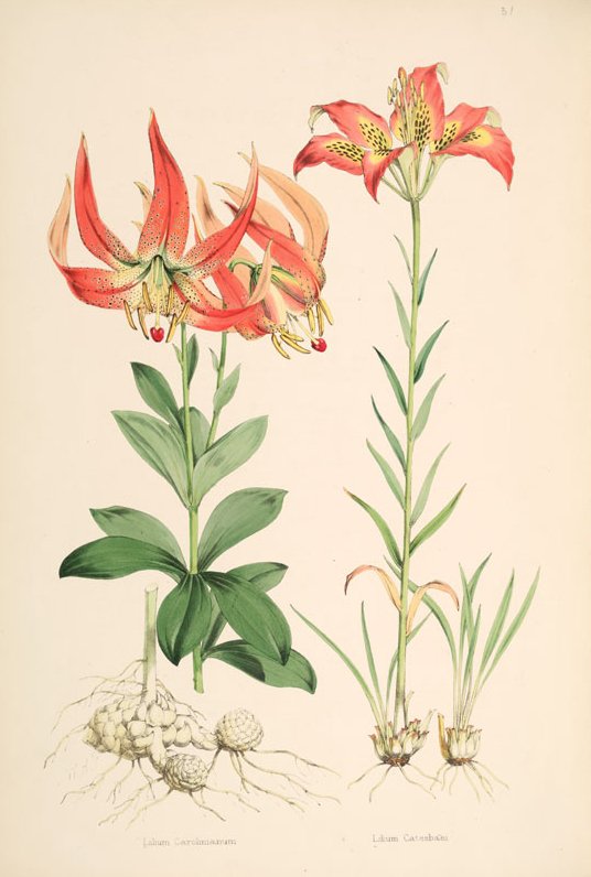 Lilium michauxii - North Carolina State Symbol