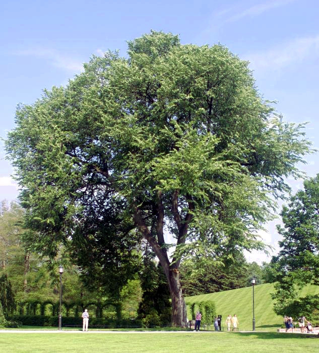 Ulmus americana - North Dakota State Symbol