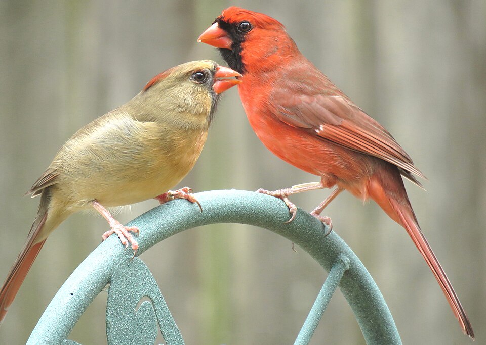 Northern Cardinal - Ohio State Symbol