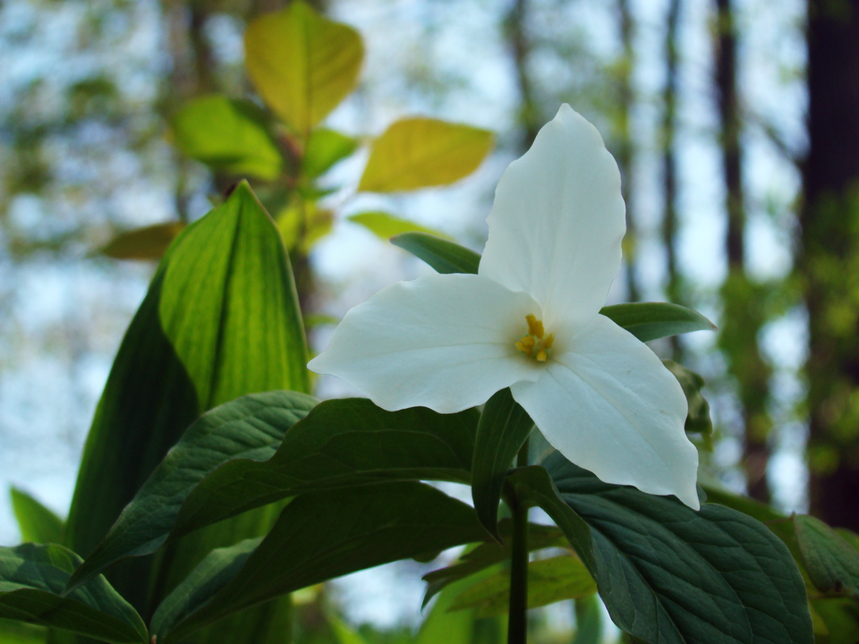 Trillium grandiflorum - Ohio State Symbol