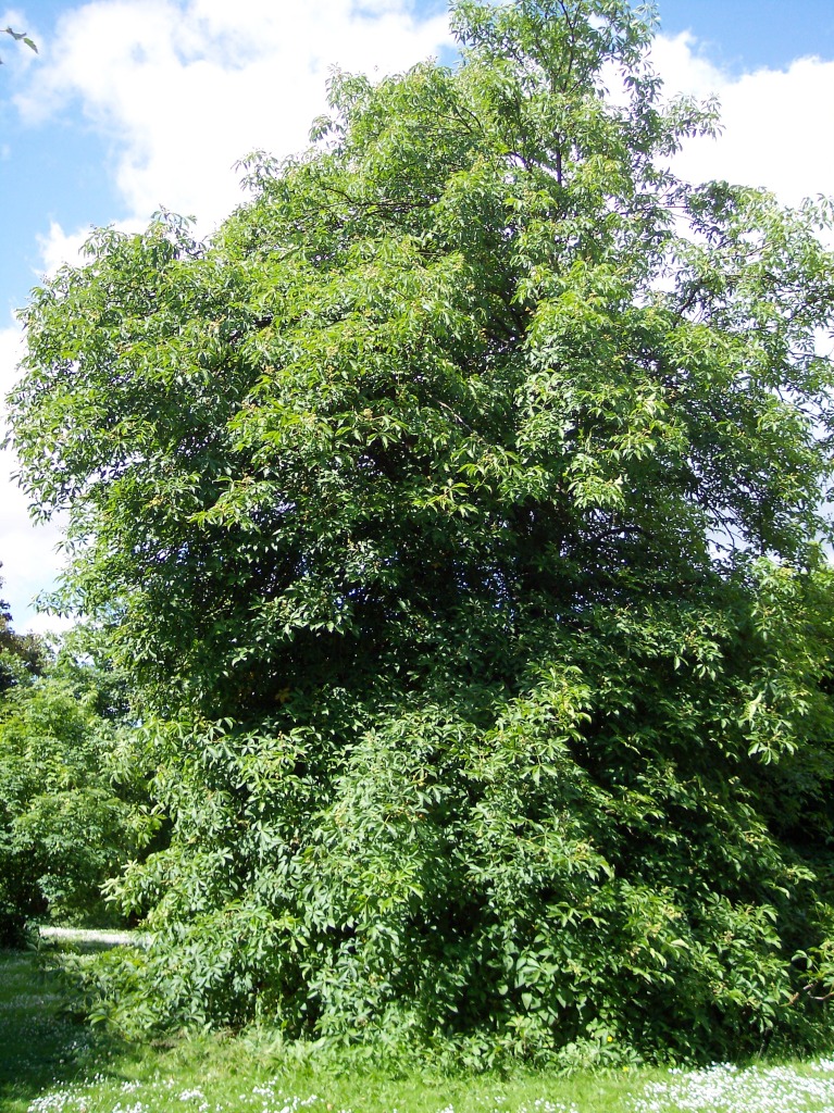 Ohio buckeye - Ohio State Symbol