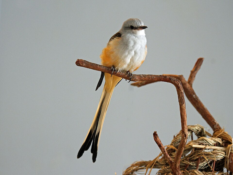 Scissor-tailed Flycatcher - Oklahoma State Symbol