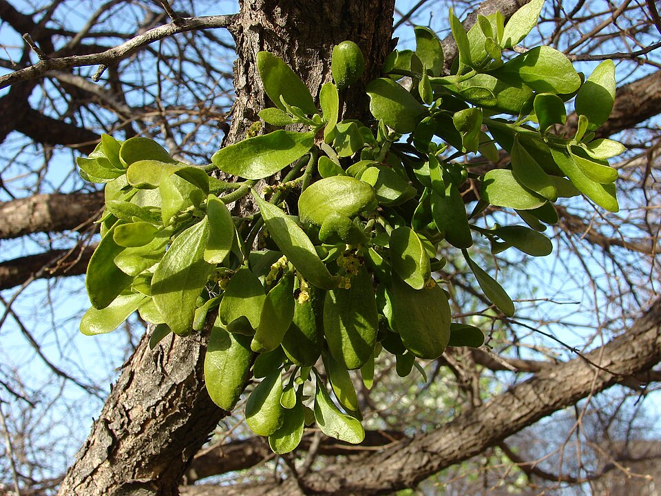 Phoradendron leucarpum - Oklahoma State Symbol