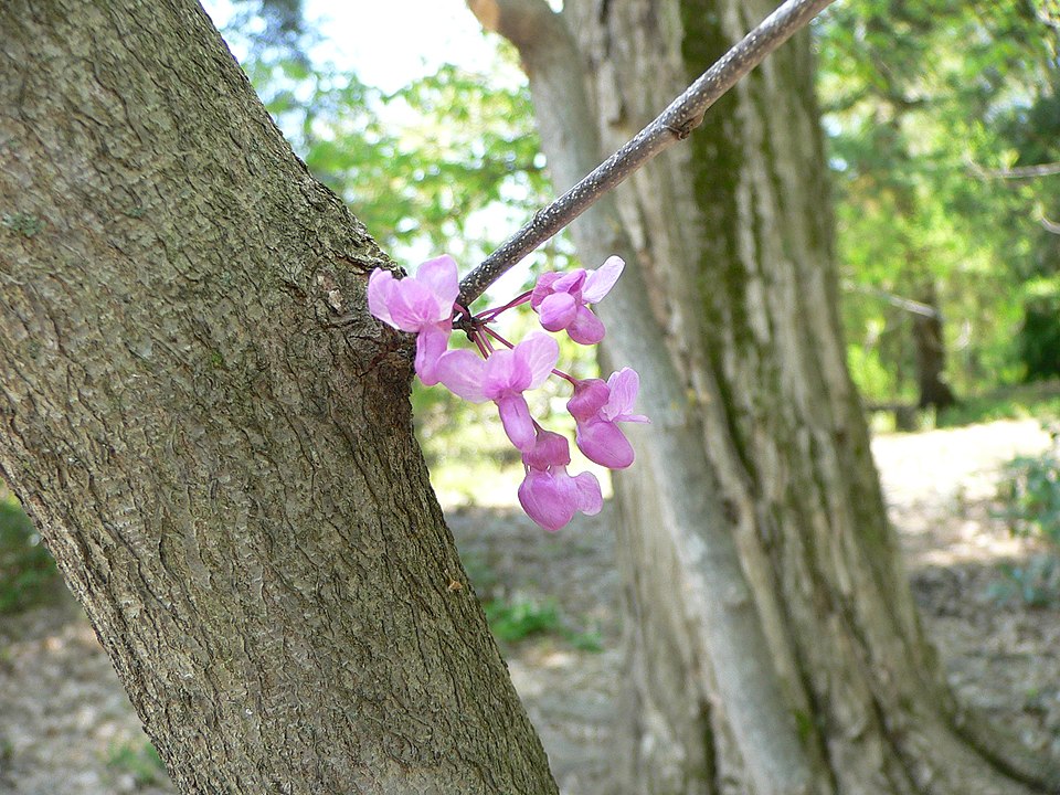 Eastern redbud - Oklahoma State Symbol