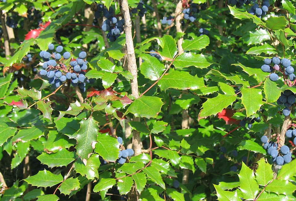 Oregon grape - Oregon State Symbol