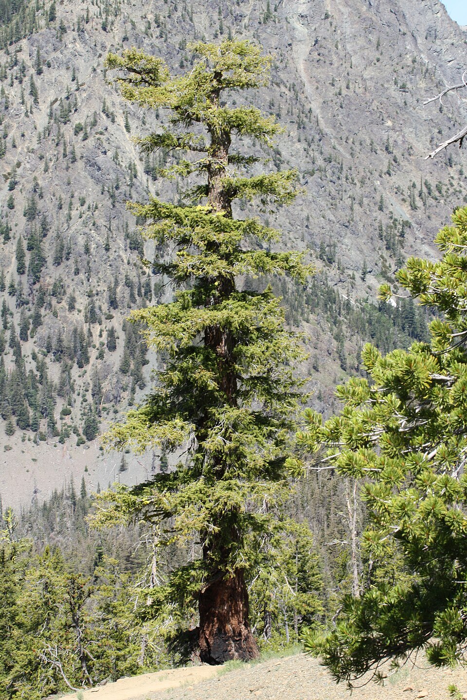 Pseudotsuga menziesii - Oregon State Symbol