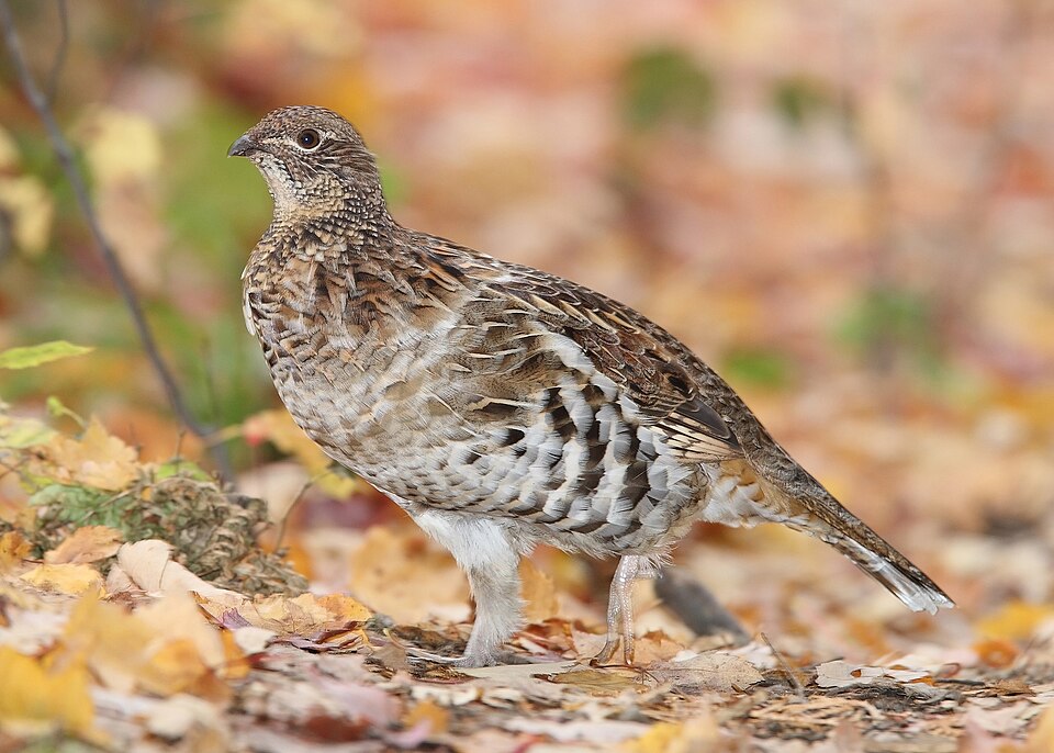 Ruffed Grouse - Pennsylvania State Symbol