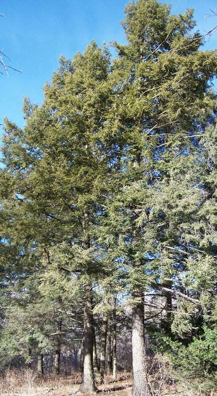 Tsuga canadensis - Pennsylvania State Symbol