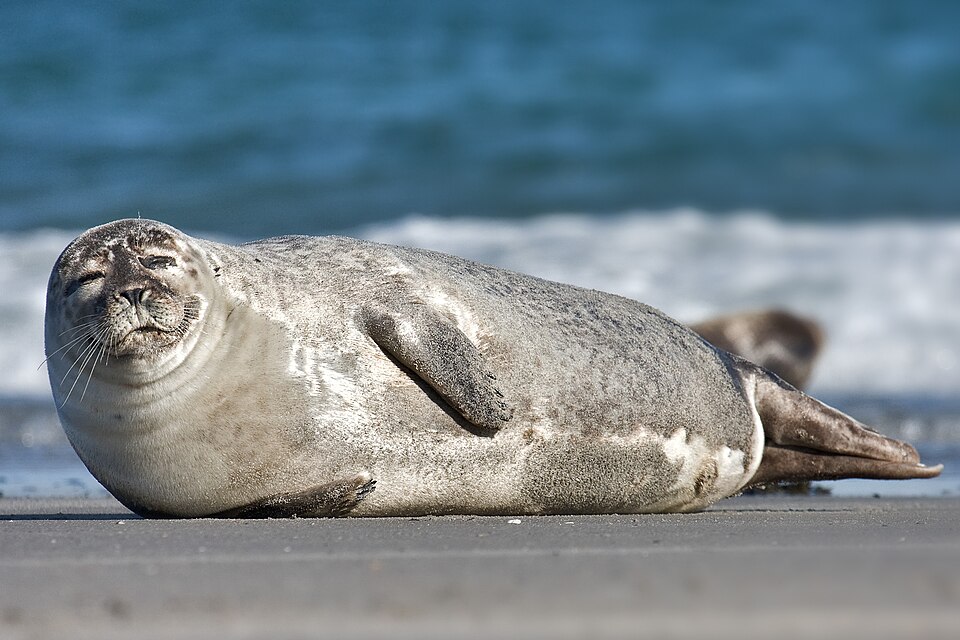 Harbor seal