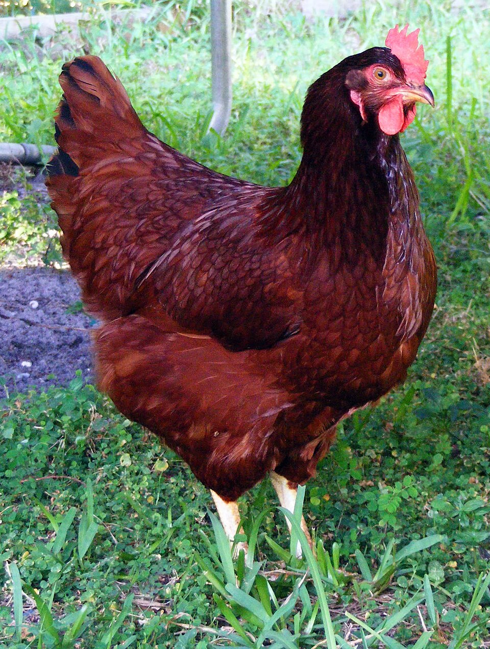 Rhode Island Red - Rhode Island State Symbol