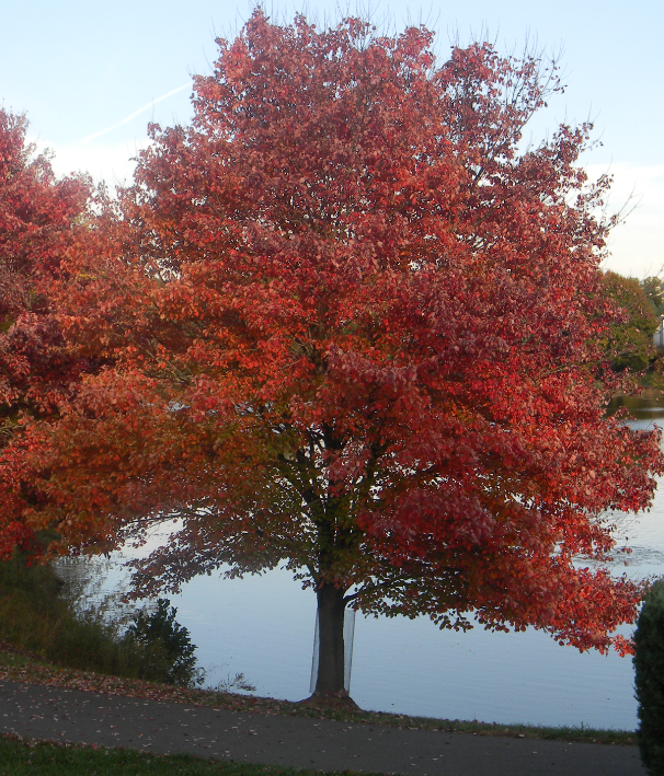 Acer rubrum - Rhode Island State Symbol
