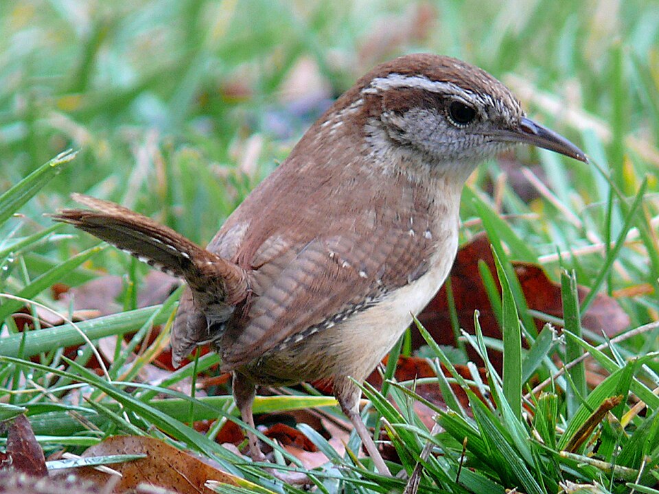 Carolina Wren - South Carolina State Symbol