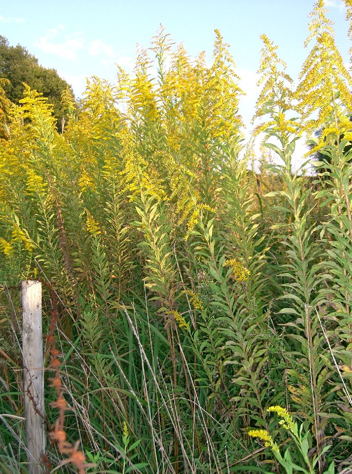 Solidago altissima - South Carolina State Symbol