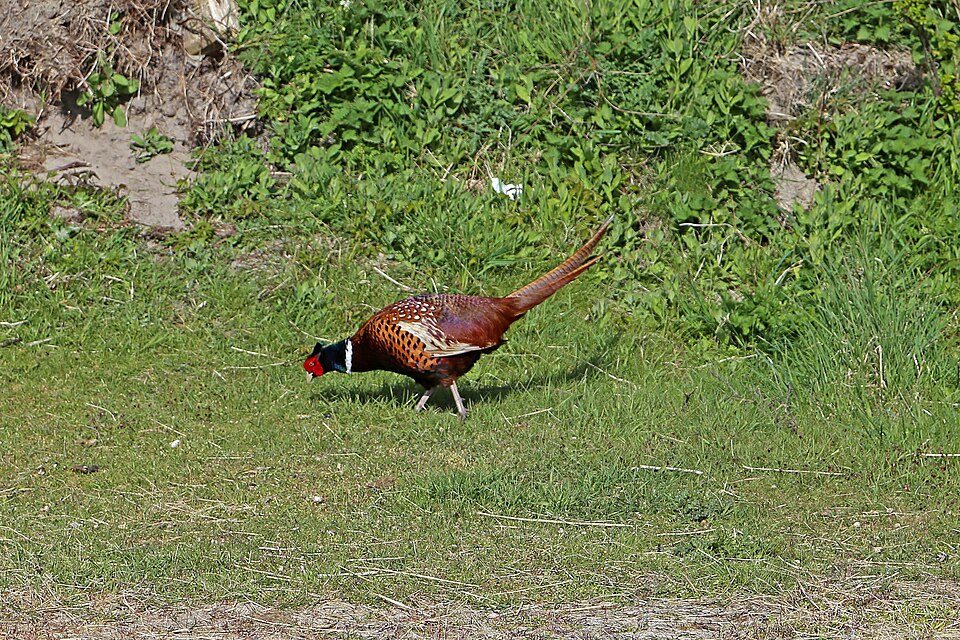 Common Pheasant - South Dakota State Symbol