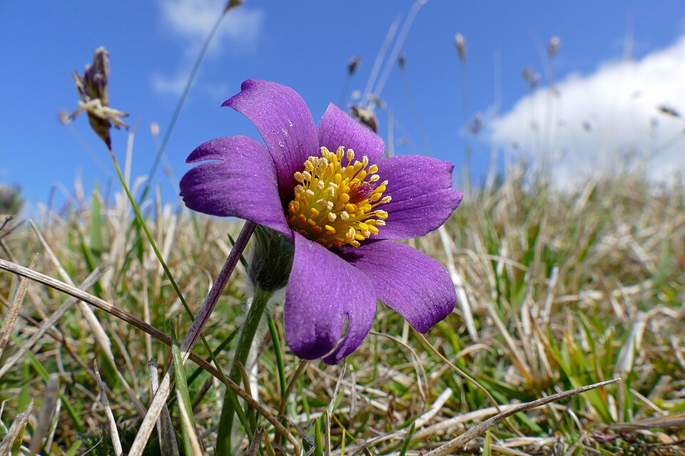 Pasque flower - South Dakota State Symbol