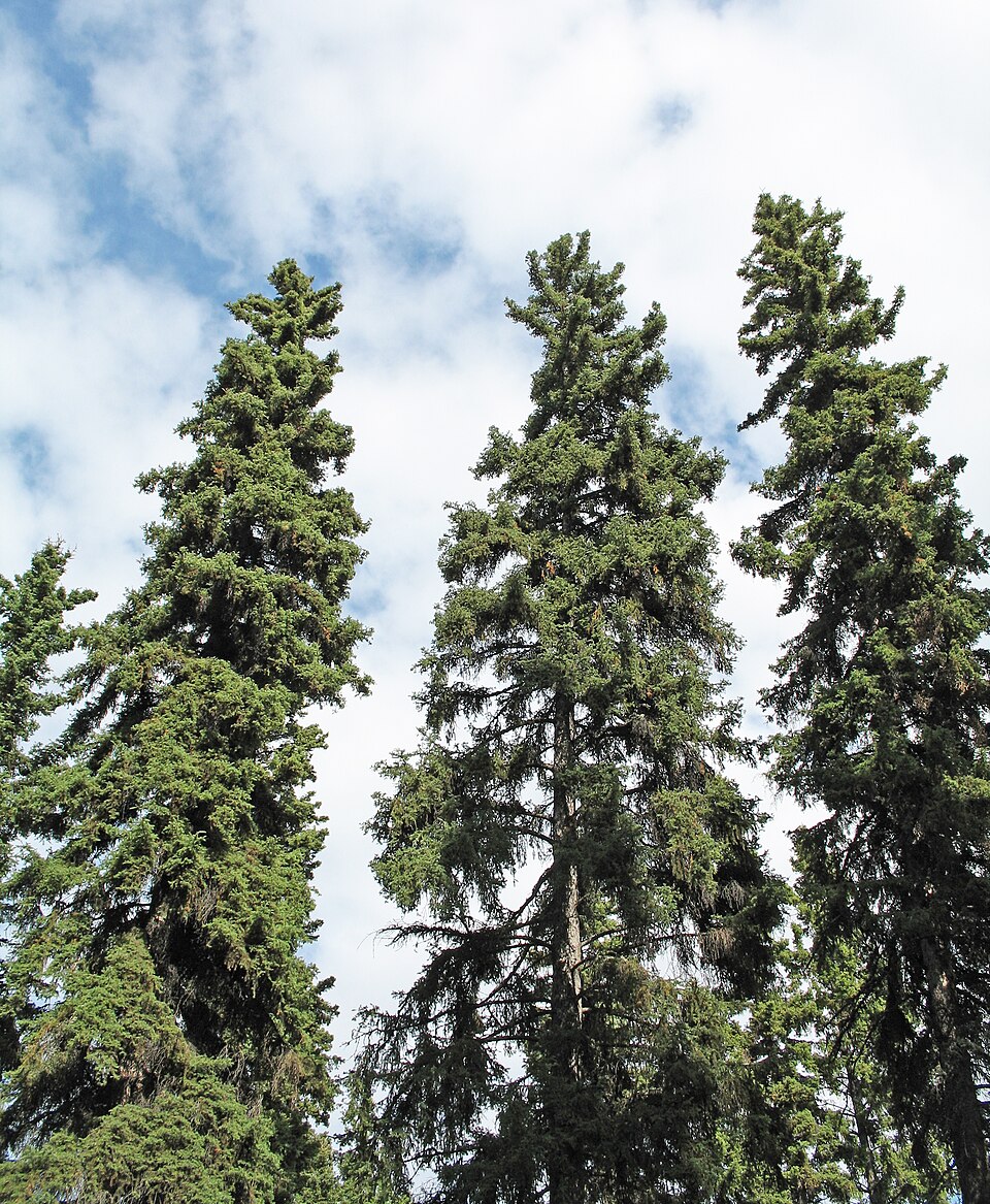 Picea glauca - South Dakota State Symbol