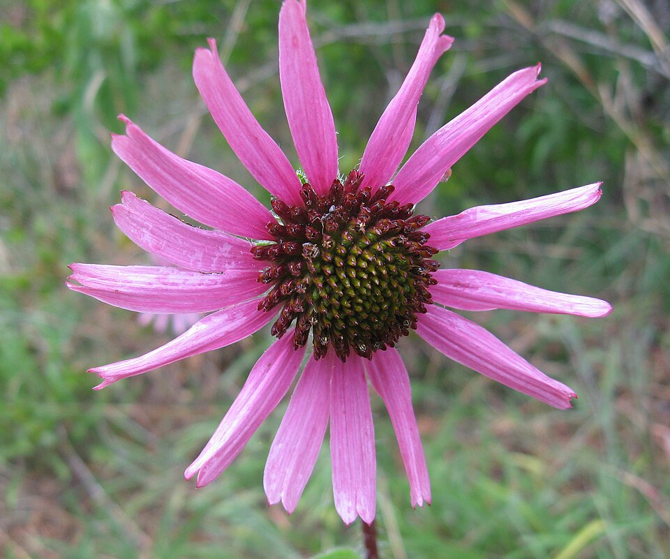 Tennessee purple coneflower - Tennessee State Symbol