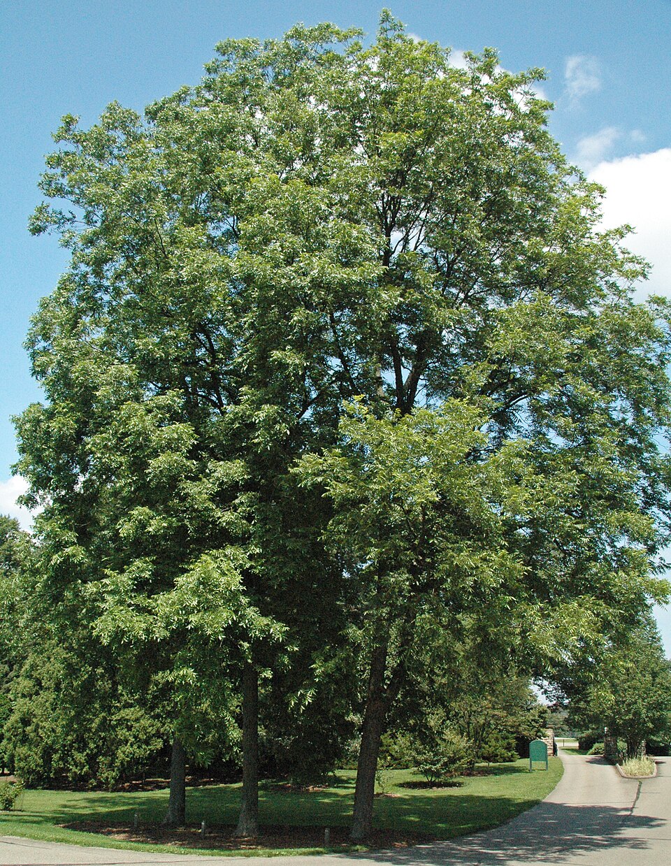 Carya illinoinensis - Texas State Symbol